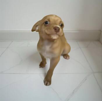 Rescue Chihuahua and Terrier Dogs for Adoption in Los Angeles, California - Wiggly | PetCurious