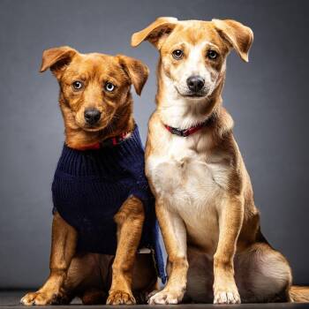 Mixed Breed Dogs Available for Adoption - Clyde | PetCurious