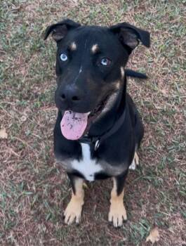 Husky Dogs Available for Adoption in Conroe, Texas - Kevin | PetCurious