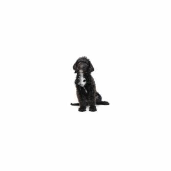 Mixed Breed Dogs Available for Adoption in Los Angeles, California - Beanie Baby | PetCurious