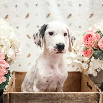 Buck -  Great Dane and Great Pyrenees Dog for Adoption in Newberg, Oregon - Buck | PetCurious