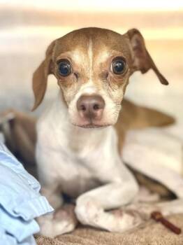 Chihuahua and Mixed Breed Dogs Available for Adoption in New Orleans, Louisiana - Toast | PetCurious