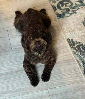 Yogi -  Poodle Dog for Adoption in Aurora, Indiana - Yogi | PetCurious