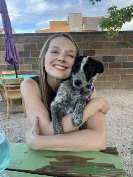 Josie -  Australian Cattle Dog Blue Heeler and Australian Shepherd Dog for Adoption in Fort Collins, Colorado - Josie | PetCurious