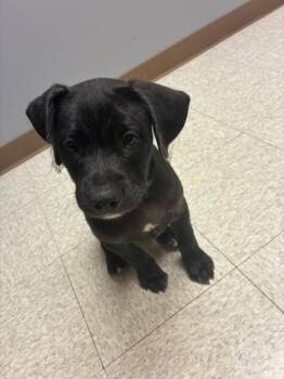 Tim Drake -  Labradoodle and Pit Bull Terrier Dog for Adoption in Bowling Green, Ohio - Tim Drake | PetCurious