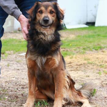 Australian Shepherd Dogs Available for Adoption in Eastford, Connecticut - CT Trevor | PetCurious