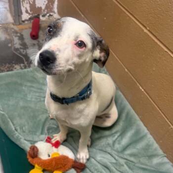 Rebecca -  Mixed Breed Dog for Adoption in Newport, Tennessee - Rebecca | PetCurious