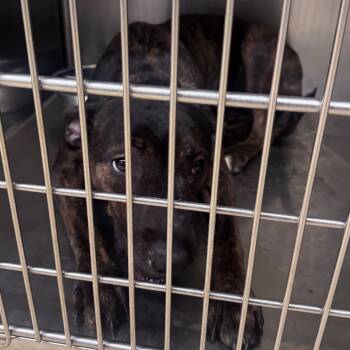 Rescue Mixed Breed Dogs for Adoption in Winston-salem, North Carolina - Guava | PetCurious