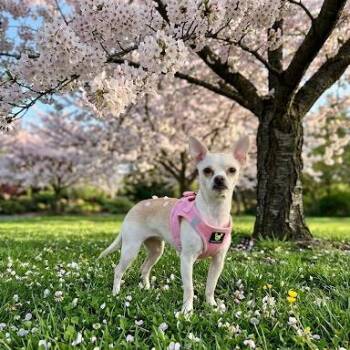 Chihuahua Dogs Available for Adoption in Las Vegas, Nevada - Dotty | PetCurious