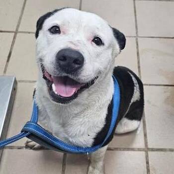 Ghost -  Terrier Dog for Adoption in Starkville, Mississippi - Ghost | PetCurious