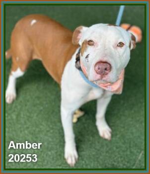 AMBER -  Pit Bull Terrier and American Staffordshire Terrier Dog for Adoption in Marietta, Georgia - AMBER | PetCurious