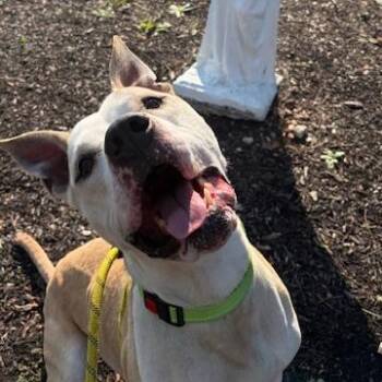 Mutt Damon -  Pit Bull Terrier Dog for Adoption in Washington, Pennsylvania - Mutt Damon | PetCurious