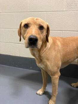 Sandy -  Labrador Retriever Dog for Adoption in Johnson City, Tennessee - Sandy | PetCurious