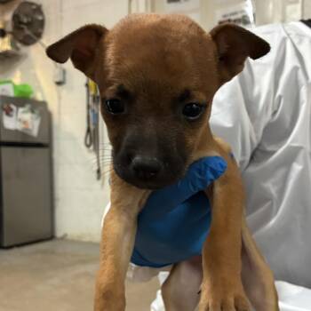 Kevin -  Shepherd and Mixed Breed Dog for Adoption in Edinburg, Texas - Kevin | PetCurious