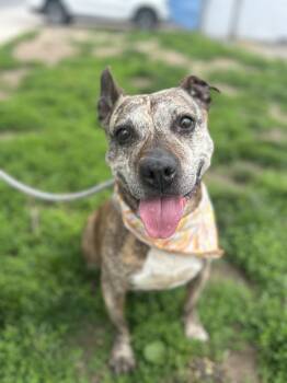 Rescue Pit Bull Terrier Dogs for Adoption in Newark, New Jersey - Thelma | PetCurious