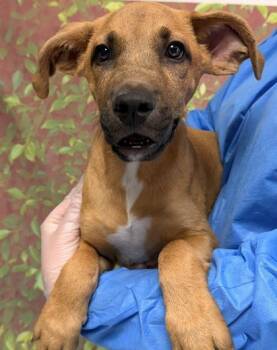 Handsome Boy -  Shepherd and Mixed Breed Dog for Adoption in San Antonio, Texas - Handsome Boy | PetCurious