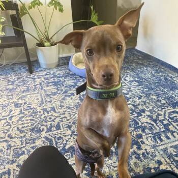 Rescue Chihuahua and Dachshund Dogs for Adoption in New Orleans, Louisiana - Alford (nka Alfie) | PetCurious