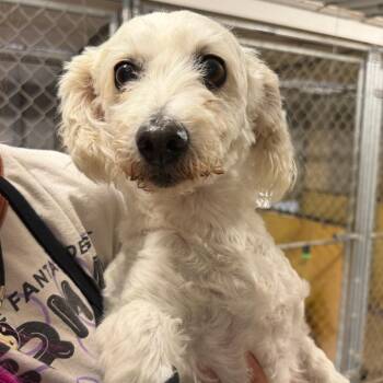 Glenn -  Miniature Poodle Dog for Adoption in Sonoma, California - Glenn | PetCurious