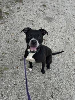 Scout -  Mixed Breed Dog for Adoption in Vero Beach, Florida - Scout | PetCurious