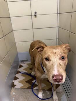 BLU -  Staffordshire Bull Terrier and Mixed Breed Dog for Adoption in Houston, Texas - BLU | PetCurious