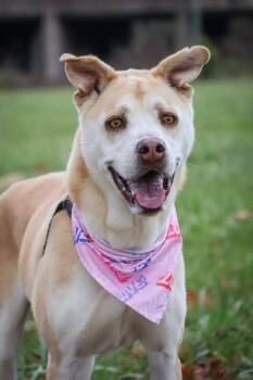 Rescue Mixed Breed Dogs for Adoption in Columbia, Tennessee - Honey | PetCurious