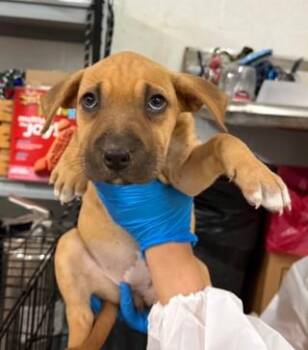 Mixed Breed Dogs Available for Adoption in West Chester, Pennsylvania - Cecilia | PetCurious