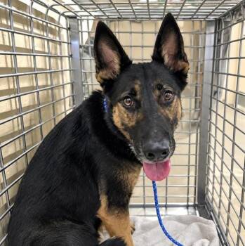 Greta -  German Shepherd Dog Dog for Adoption in Austin, Texas - Greta | PetCurious