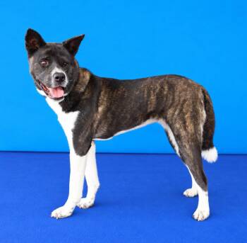 RUMI -  Akita Dog for Adoption in Pasadena, California - RUMI | PetCurious
