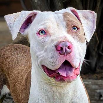 Rescue American Staffordshire Terrier Dogs for Adoption in North Valley, New Mexico - Joyful Mr Judd ~ SWEET ! | PetCurious