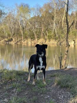 Rottweiler and Husky Dogs Available for Adoption in Chattanooga, Tennessee - Moose | PetCurious