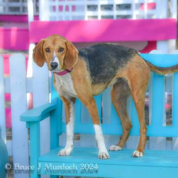 Hound Dogs Available for Adoption in Wake Forest, North Carolina - Ginny | PetCurious