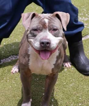 Zion -  Mixed Breed Dog for Adoption in Athens, Georgia - Zion | PetCurious