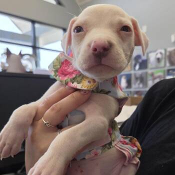 Bexley -  Terrier and Mixed Breed Dog for Adoption in Marshall, Texas - Bexley | PetCurious