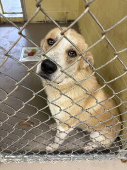 Rescue Anatolian Shepherd Dogs for Adoption in Crossville, Tennessee - BENNY | PetCurious