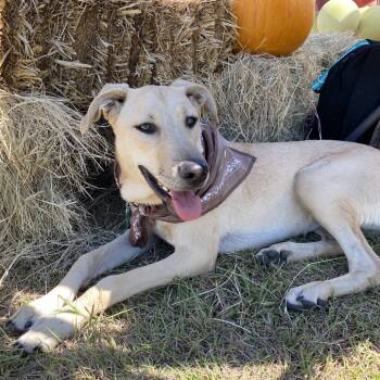 Rescue Labrador Retriever and Mixed Breed Dogs for Adoption in Tacoma, Washington - Pollyanna | PetCurious