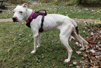 Rescue Pit Bull Terrier and Pointer Dogs for Adoption in Oxford, Michigan - Queen Regina | PetCurious