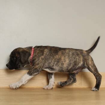 Plott Hound and Husky Dogs Available for Adoption in Minnetonka, Minnesota - Garrison D68960 | PetCurious