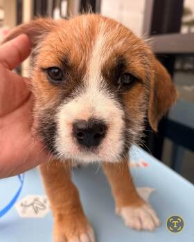 Heart -  Terrier and Schnauzer Dog for Adoption in St. Augustine, Florida - Heart | PetCurious
