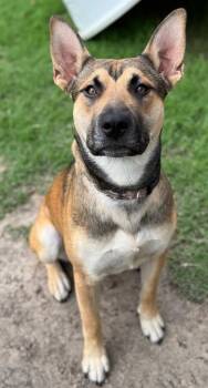 Meatball -  German Shepherd Dog Dog for Adoption in Great Bend, Kansas - Meatball | PetCurious