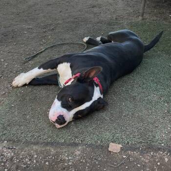 Bingo -  Pit Bull Terrier and English Bulldog Dog for Adoption in Wadena, Minnesota - Bingo | PetCurious