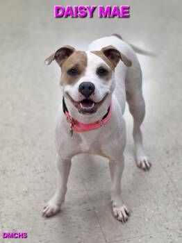 Rescue Terrier and Mixed Breed Dogs for Adoption in Burlington, Iowa - Daisy Mae | PetCurious