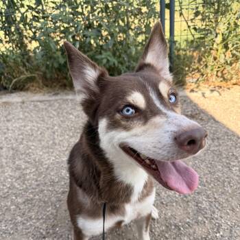 Georgia Peach -  Husky Dog for Adoption in Spencer, Iowa - Georgia Peach | PetCurious