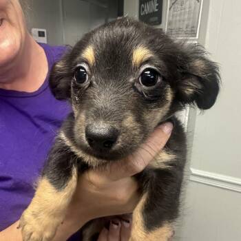 Button -  Dachshund and Terrier Dog Available for Adoption in Midland, Texas - Button | PetCurious