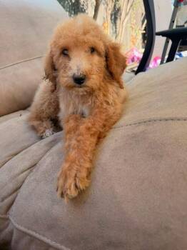 Goldie -  Goldendoodle Dog for Adoption in Moreno Valley, California - Goldie | PetCurious