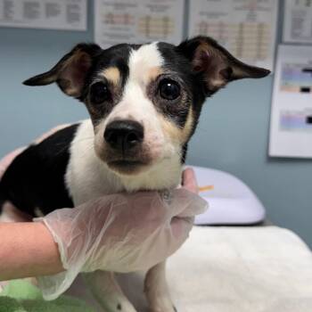 Magoo -  Chihuahua Dog for Adoption in New Castle, Delaware - Magoo | PetCurious