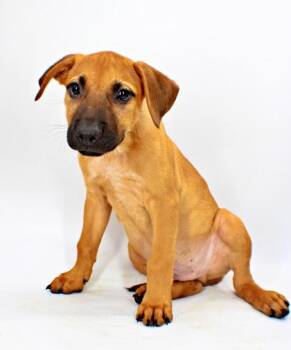 Tango -  Mastiff and Mixed Breed Dog for Adoption in Morton Grove, Illinois - Tango | PetCurious