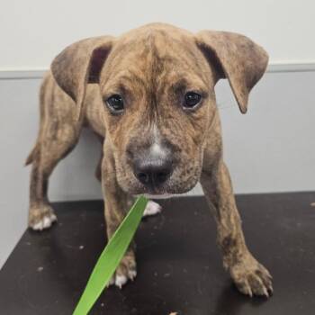 Draco -  Terrier Dog for Adoption in Tampa, Florida - Draco | PetCurious