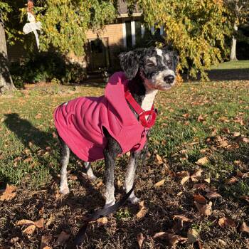 Mocha -  Bernadoodle Dog for Adoption in Thornwood, New York - Mocha | PetCurious