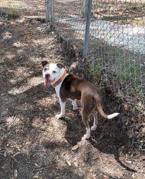 Brick -  Boxer Dog for Adoption in Ruskin, Florida - Brick | PetCurious