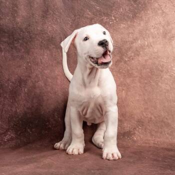 Dogo Argentino Dogs Available for Adoption in Smyrna, Georgia - Maki | PetCurious
